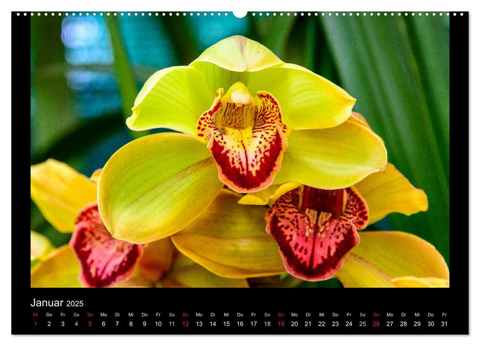 Wunderbare Orchideen (CALVENDO Premium Wandkalender 2025)