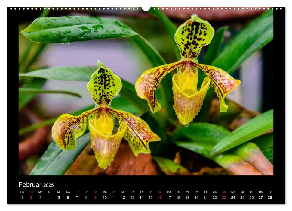 Wunderbare Orchideen (CALVENDO Premium Wandkalender 2025)