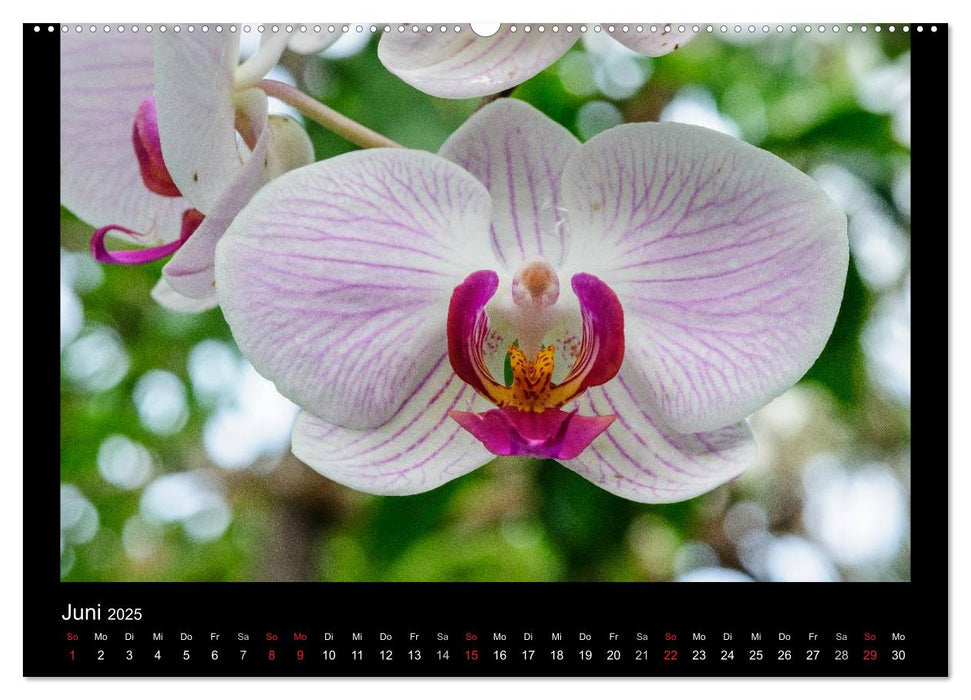 Wunderbare Orchideen (CALVENDO Premium Wandkalender 2025)