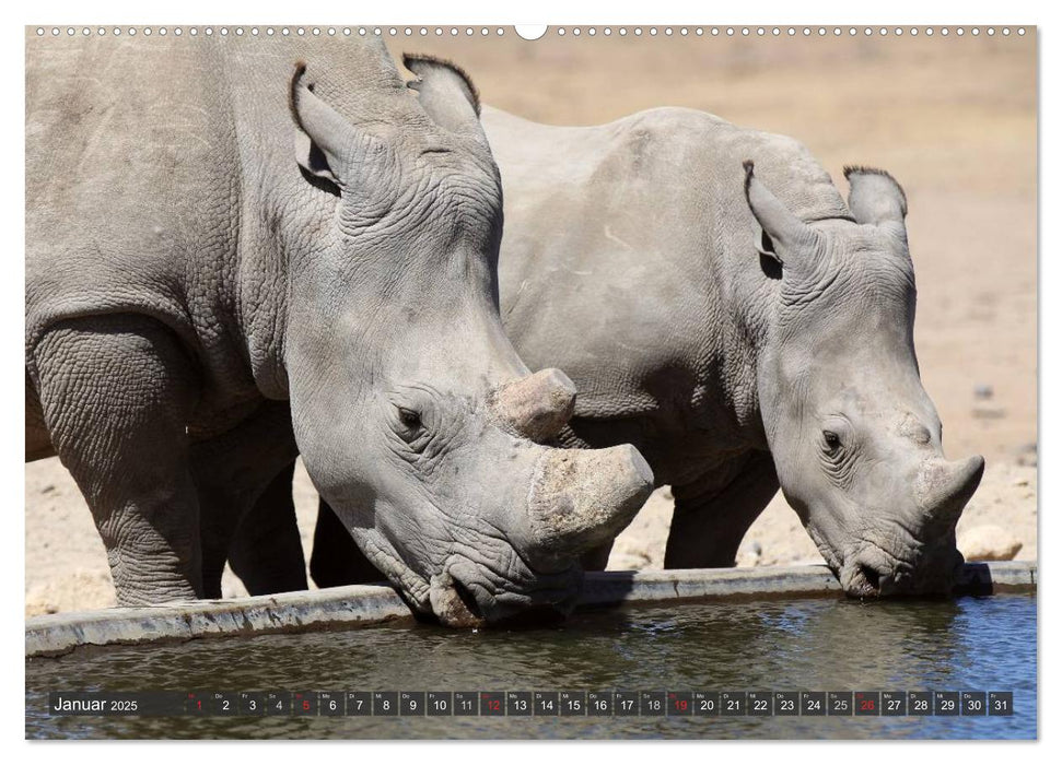 Nashörner - Begegnungen in Afrika (CALVENDO Premium Wandkalender 2025)