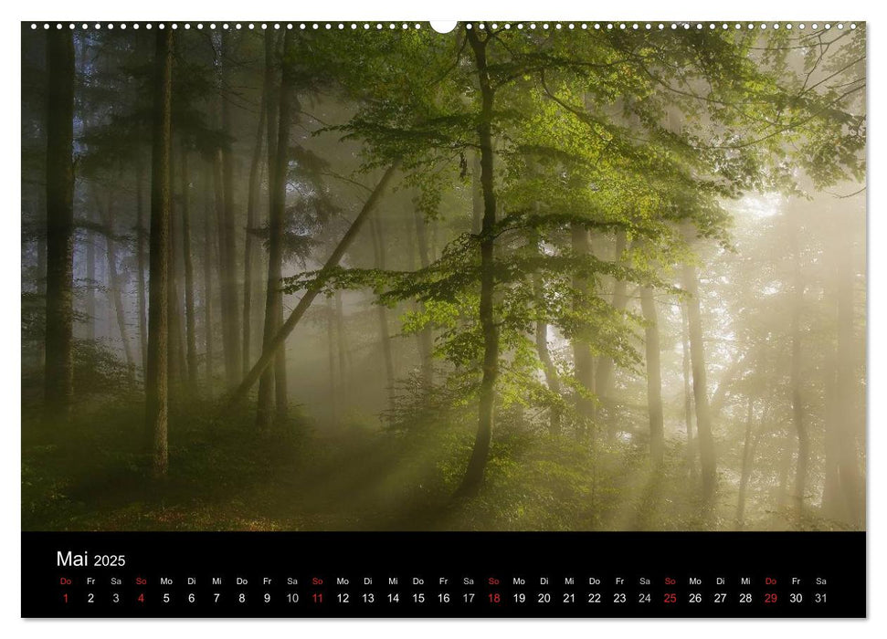 Mysterium Wald (CALVENDO Premium Wandkalender 2025)