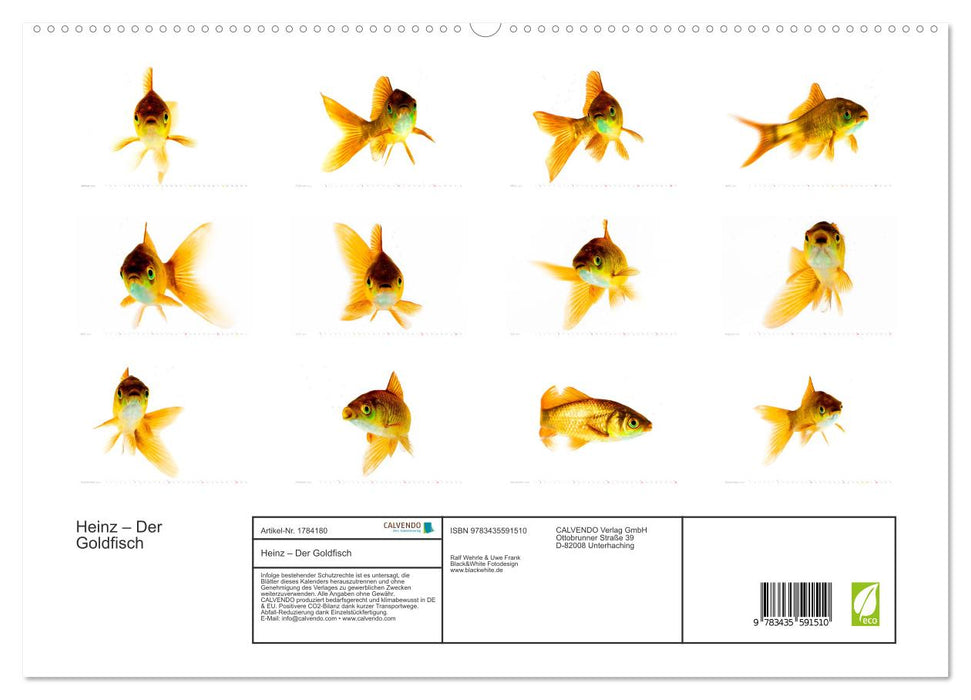 Heinz – Der Goldfisch (CALVENDO Premium Wandkalender 2025)