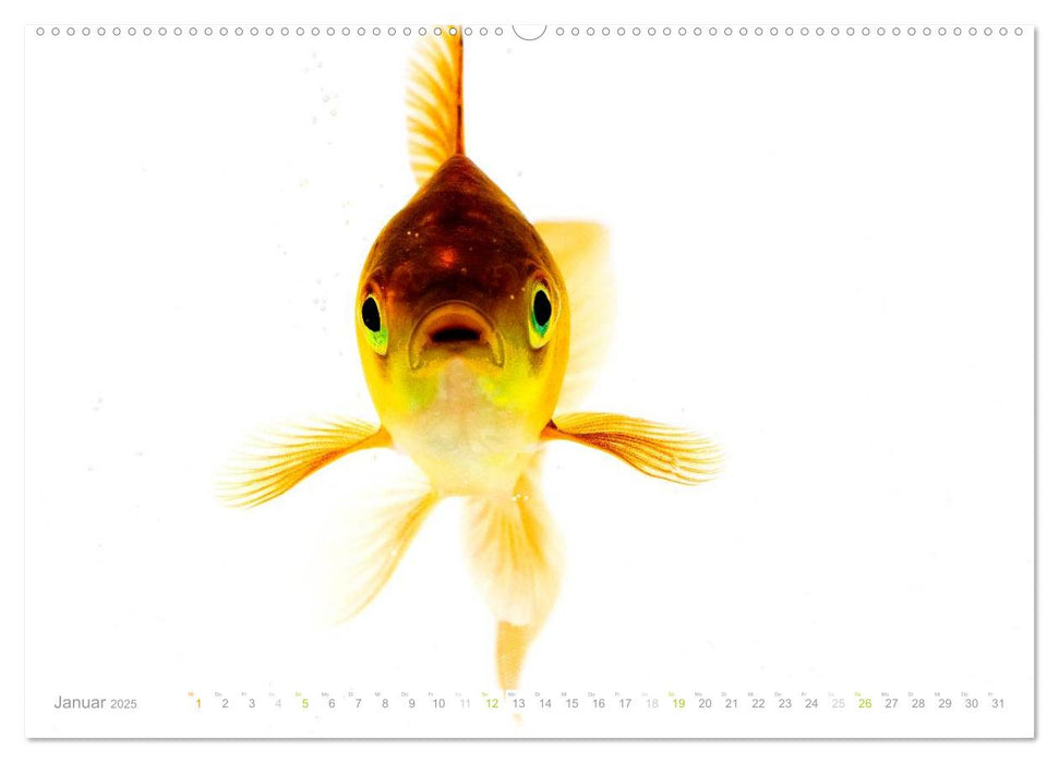 Heinz – Der Goldfisch (CALVENDO Premium Wandkalender 2025)