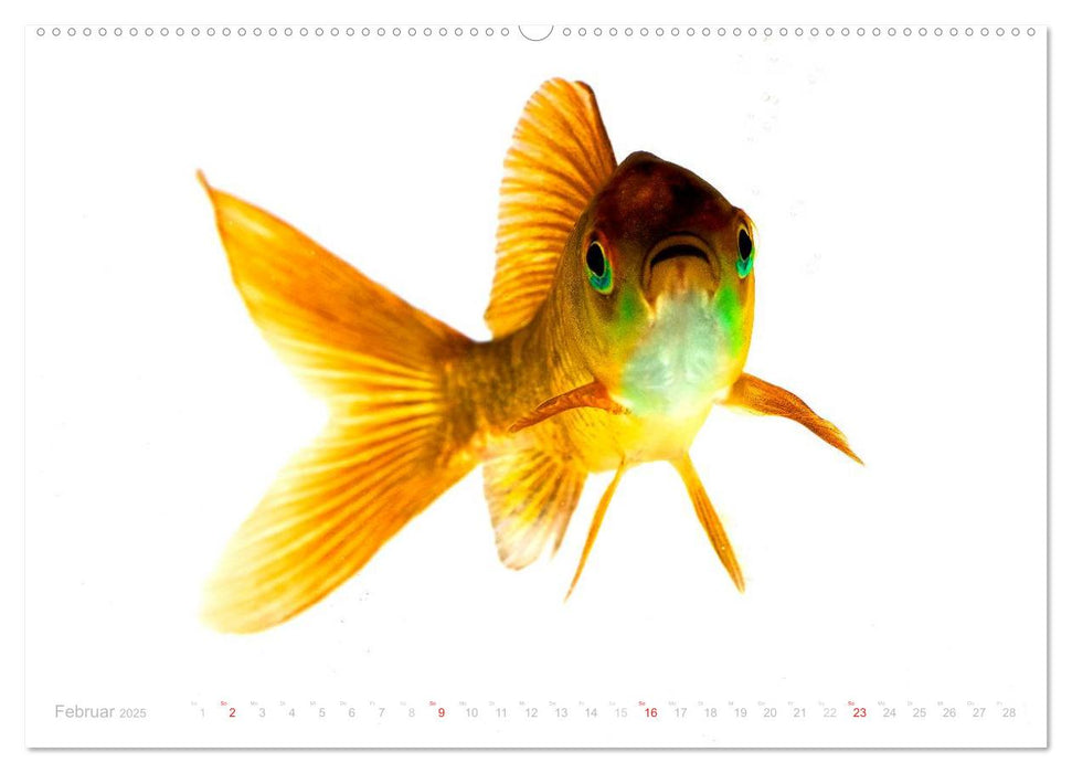 Heinz – Der Goldfisch (CALVENDO Premium Wandkalender 2025)