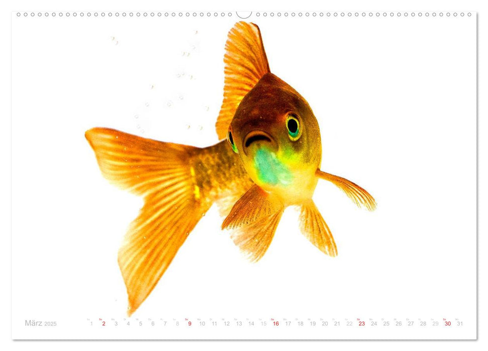 Heinz – Der Goldfisch (CALVENDO Premium Wandkalender 2025)