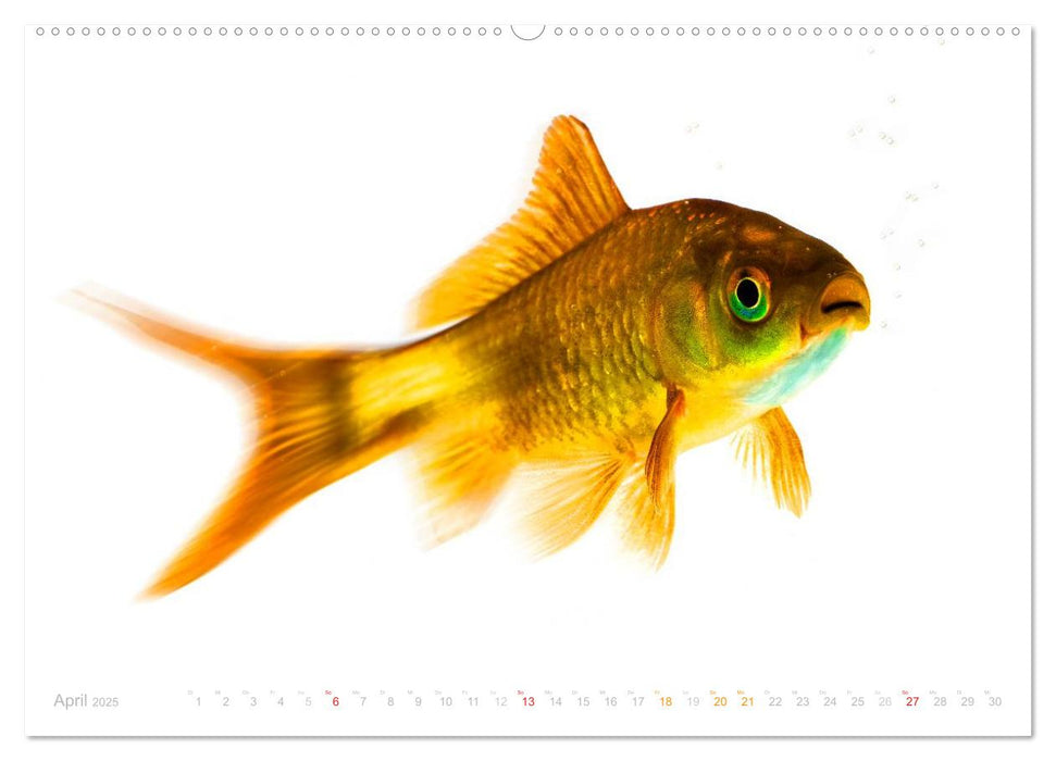 Heinz – Der Goldfisch (CALVENDO Premium Wandkalender 2025)