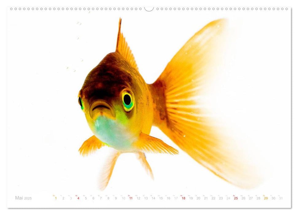 Heinz – Der Goldfisch (CALVENDO Premium Wandkalender 2025)