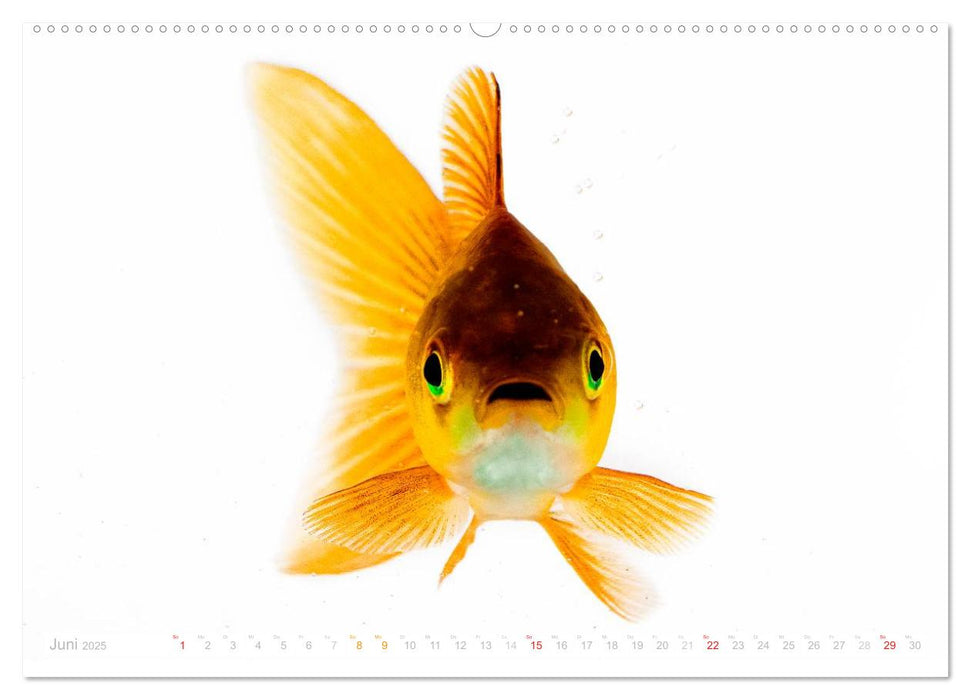 Heinz – Der Goldfisch (CALVENDO Premium Wandkalender 2025)