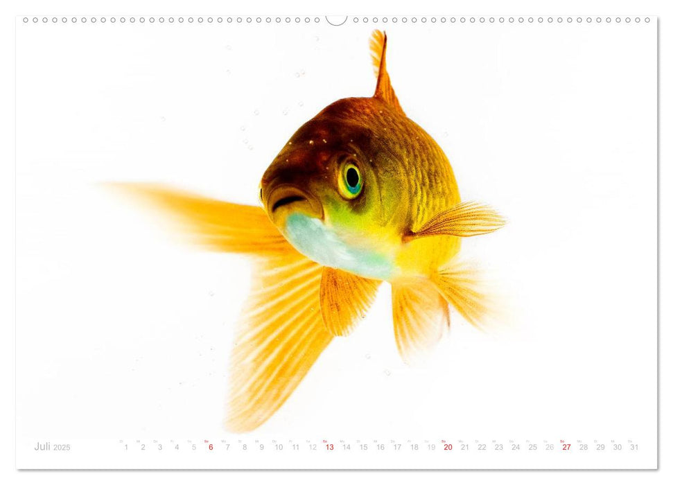 Heinz – Der Goldfisch (CALVENDO Premium Wandkalender 2025)