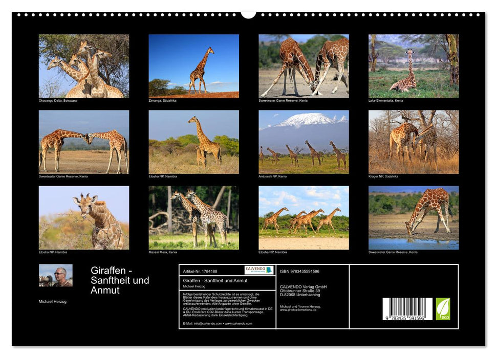 Giraffen - Sanftheit und Anmut (CALVENDO Premium Wandkalender 2025)