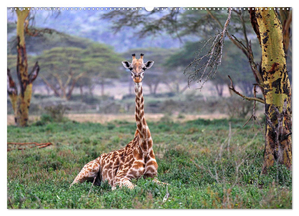 Giraffen - Sanftheit und Anmut (CALVENDO Premium Wandkalender 2025)