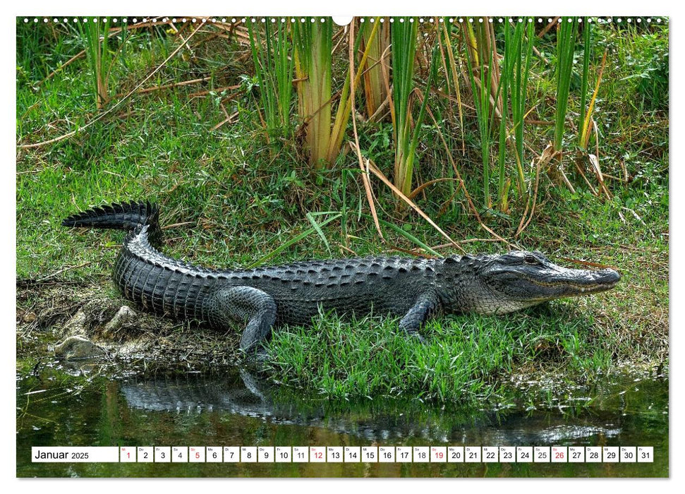 ALLIGATOREN in Florida (CALVENDO Premium Wandkalender 2025)