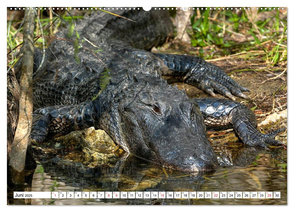 ALLIGATOREN in Florida (CALVENDO Premium Wandkalender 2025)