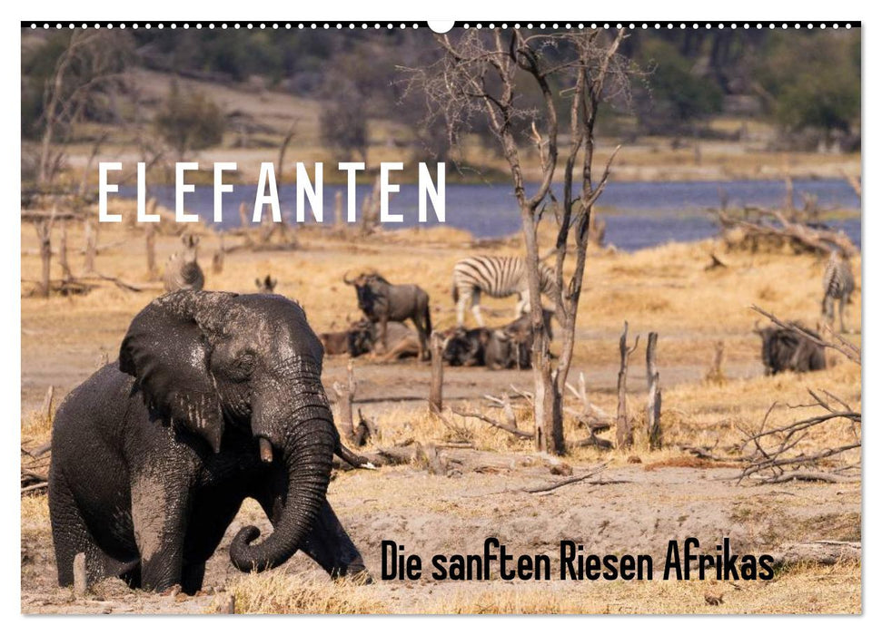 Elefanten - Die sanften Riesen Afrikas (CALVENDO Wandkalender 2025)