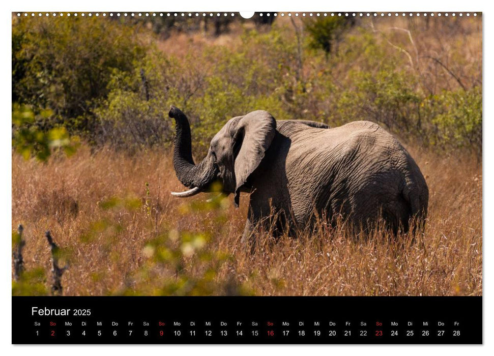 Elefanten - Die sanften Riesen Afrikas (CALVENDO Wandkalender 2025)