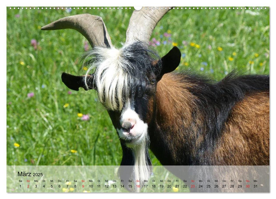 Ziegen. Kluge Freigeister (CALVENDO Premium Wandkalender 2025)