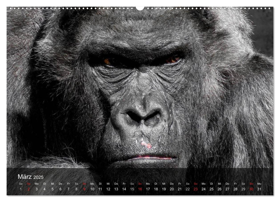 Gorillas. Friedliebende Kraftpakete (CALVENDO Premium Wandkalender 2025)