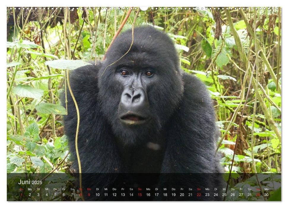 Gorillas. Friedliebende Kraftpakete (CALVENDO Premium Wandkalender 2025)