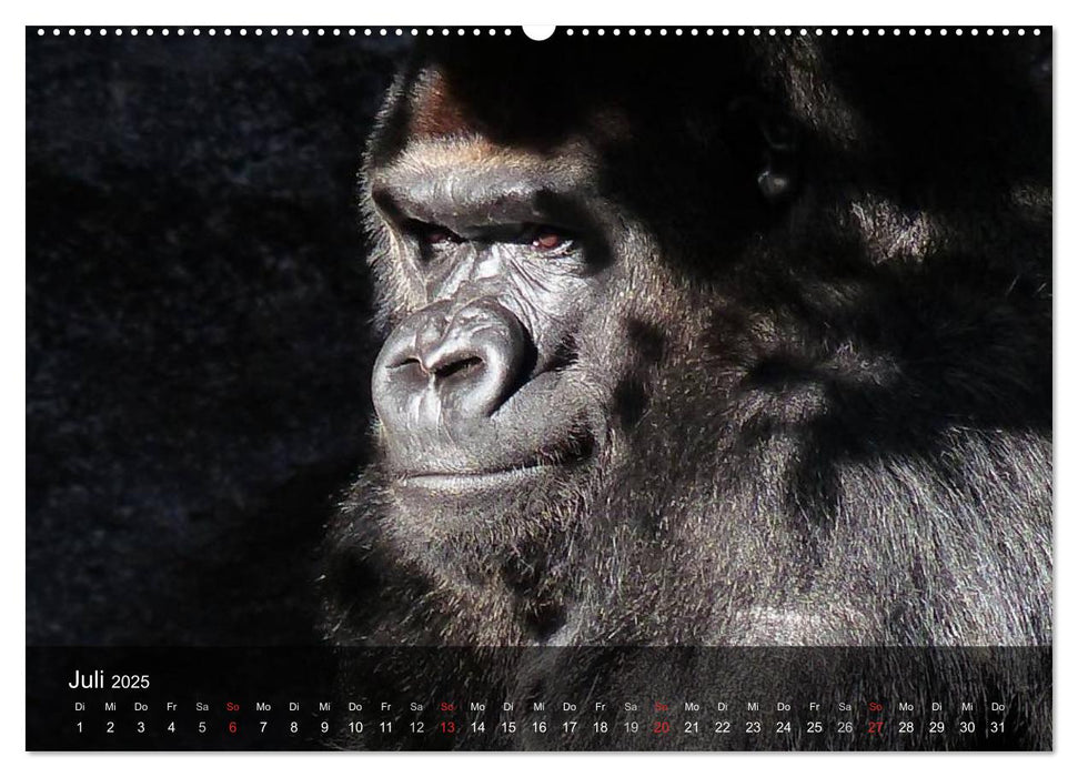 Gorillas. Friedliebende Kraftpakete (CALVENDO Premium Wandkalender 2025)