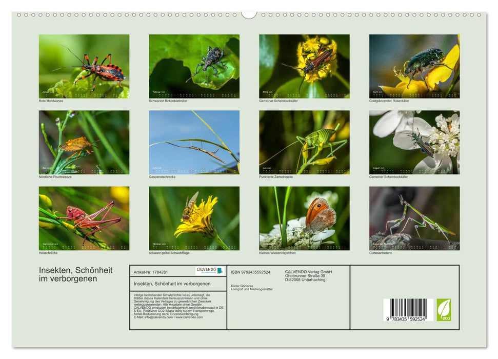 Insekten, Schönheit im verborgenen (CALVENDO Premium Wandkalender 2025)