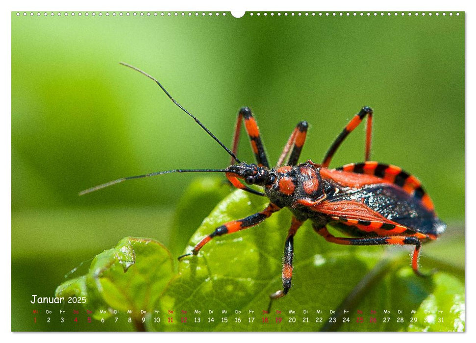 Insekten, Schönheit im verborgenen (CALVENDO Premium Wandkalender 2025)