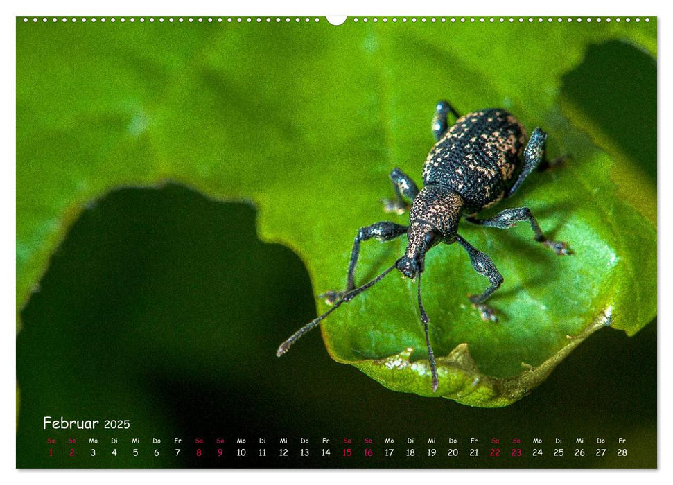 Insekten, Schönheit im verborgenen (CALVENDO Premium Wandkalender 2025)