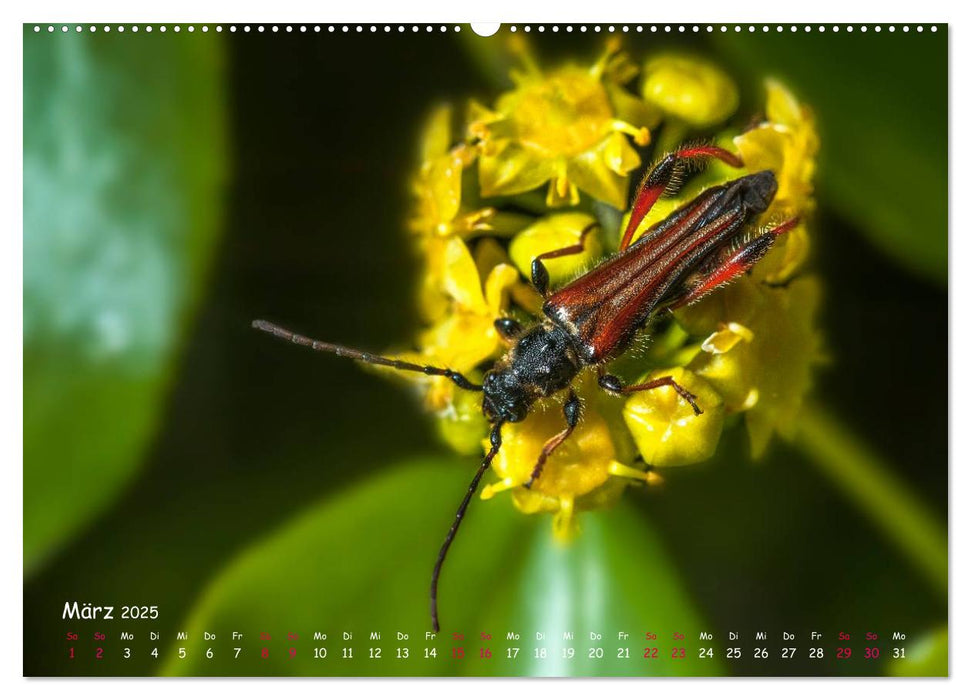 Insekten, Schönheit im verborgenen (CALVENDO Premium Wandkalender 2025)