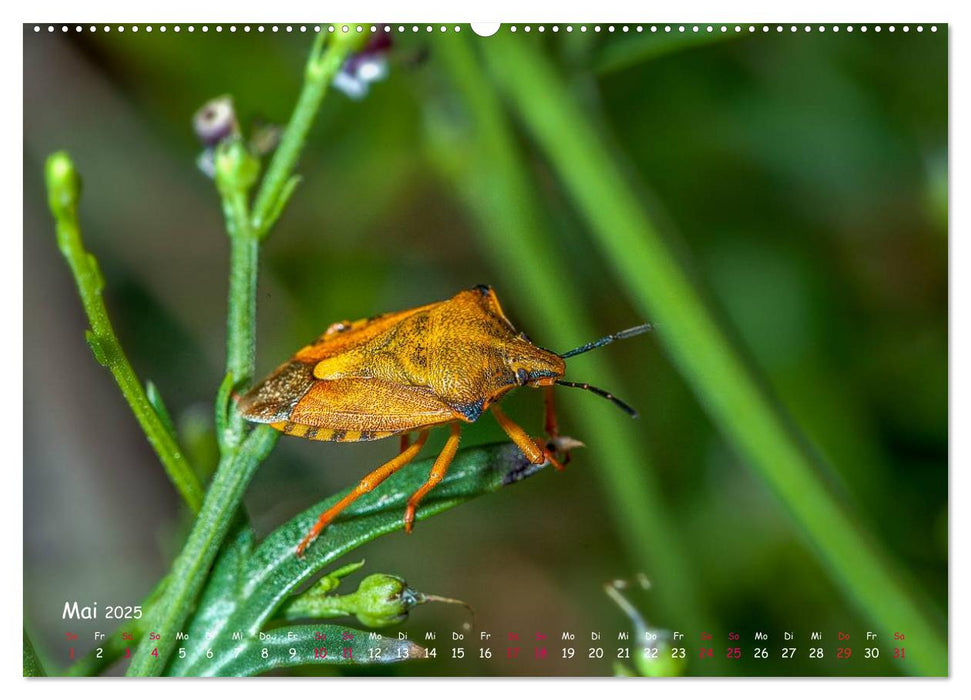 Insekten, Schönheit im verborgenen (CALVENDO Premium Wandkalender 2025)