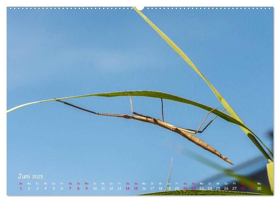 Insekten, Schönheit im verborgenen (CALVENDO Premium Wandkalender 2025)