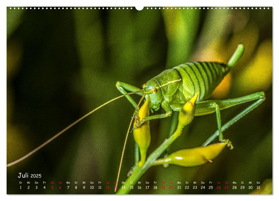 Insekten, Schönheit im verborgenen (CALVENDO Premium Wandkalender 2025)