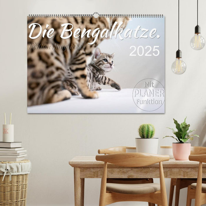 Die Bengalkatze. Edition Jungtiere (CALVENDO Wandkalender 2025)