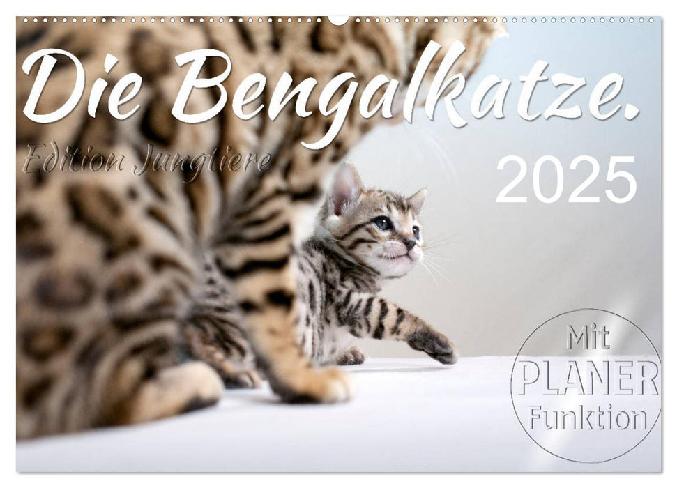 Die Bengalkatze. Edition Jungtiere (CALVENDO Wandkalender 2025)