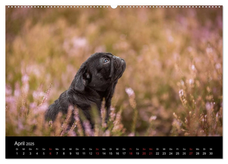 Berliner Möpse (CALVENDO Wandkalender 2025)