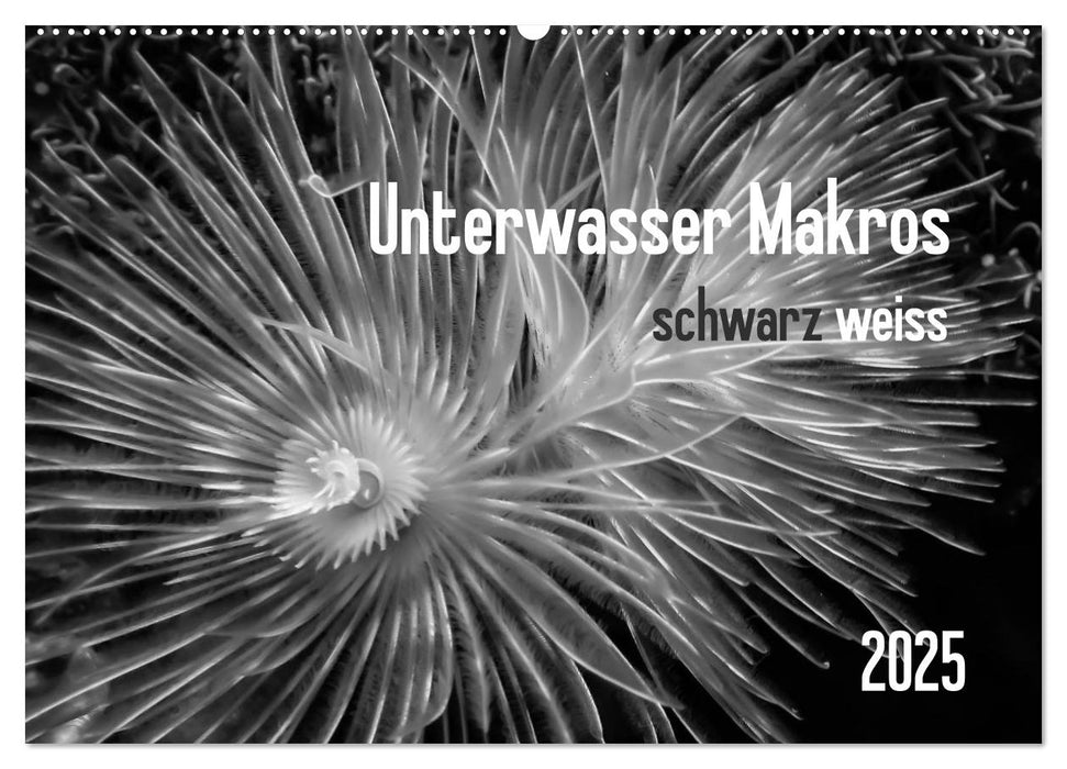 Unterwasser Makros - schwarz weiss 2025 (CALVENDO Wandkalender 2025)