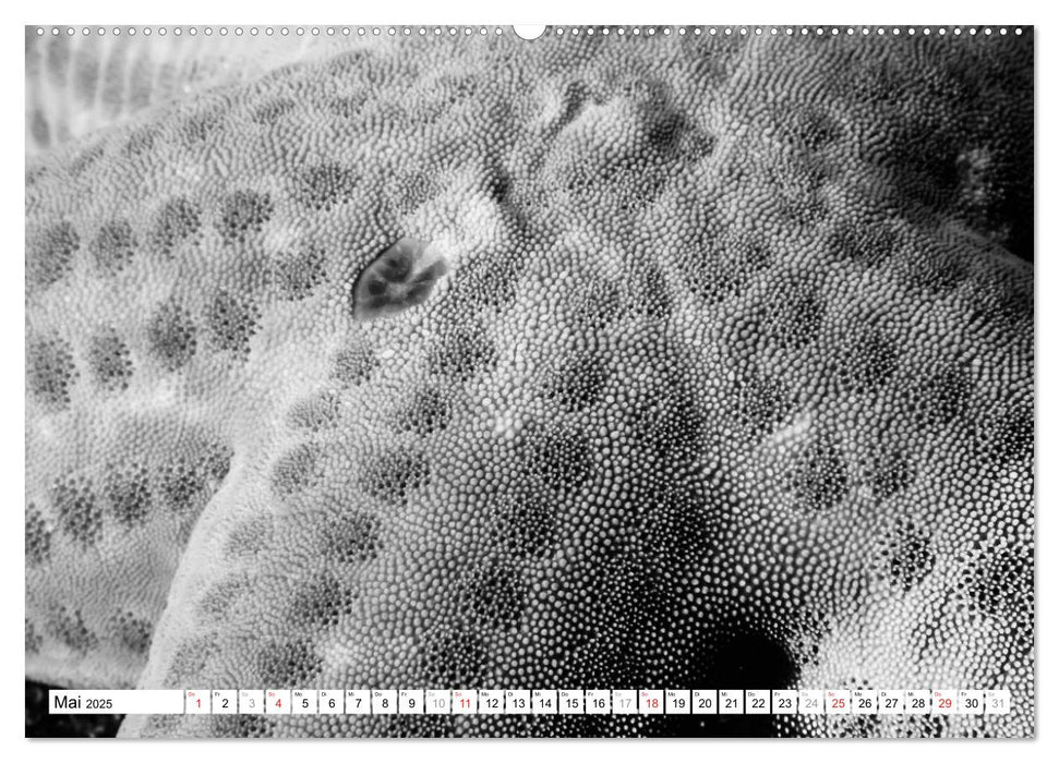 Unterwasser Makros - schwarz weiss 2025 (CALVENDO Wandkalender 2025)