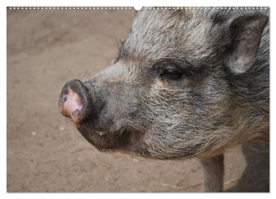 Von Säuen die Schwein haben! (CALVENDO Premium Wandkalender 2025)