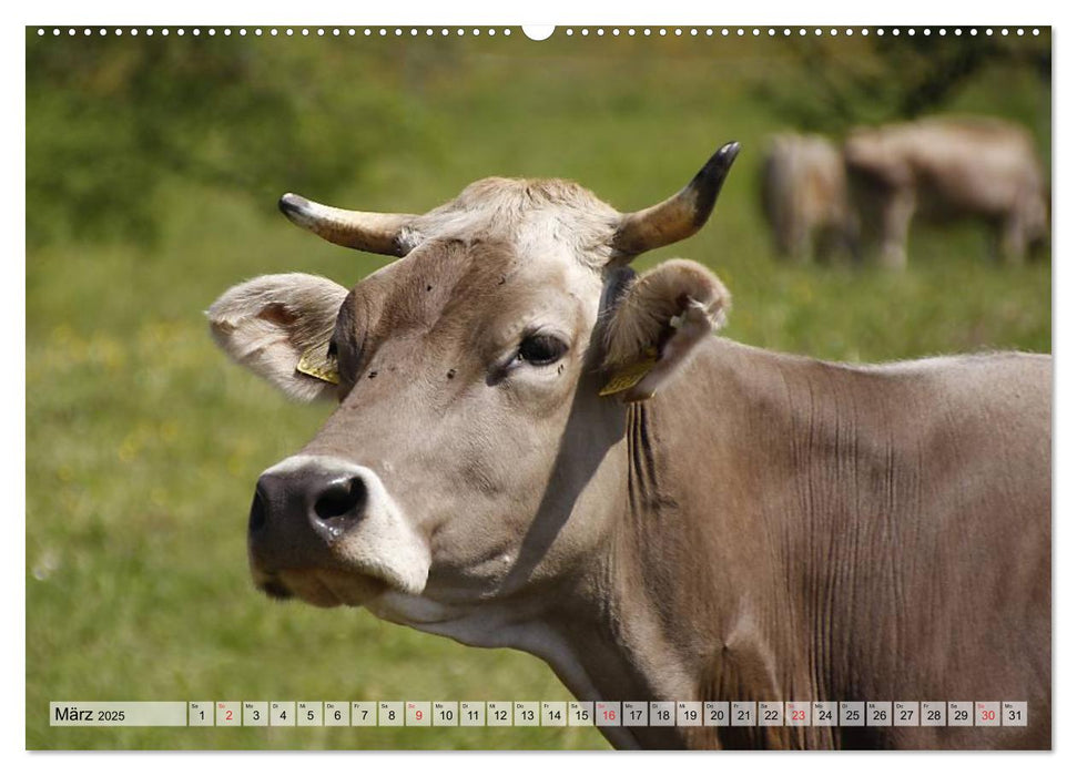 Glückliche Kühe auf saftigen Wiesen (CALVENDO Premium Wandkalender 2025)