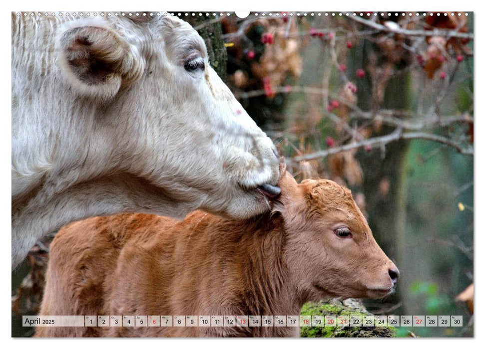 Glückliche Kühe auf saftigen Wiesen (CALVENDO Premium Wandkalender 2025)