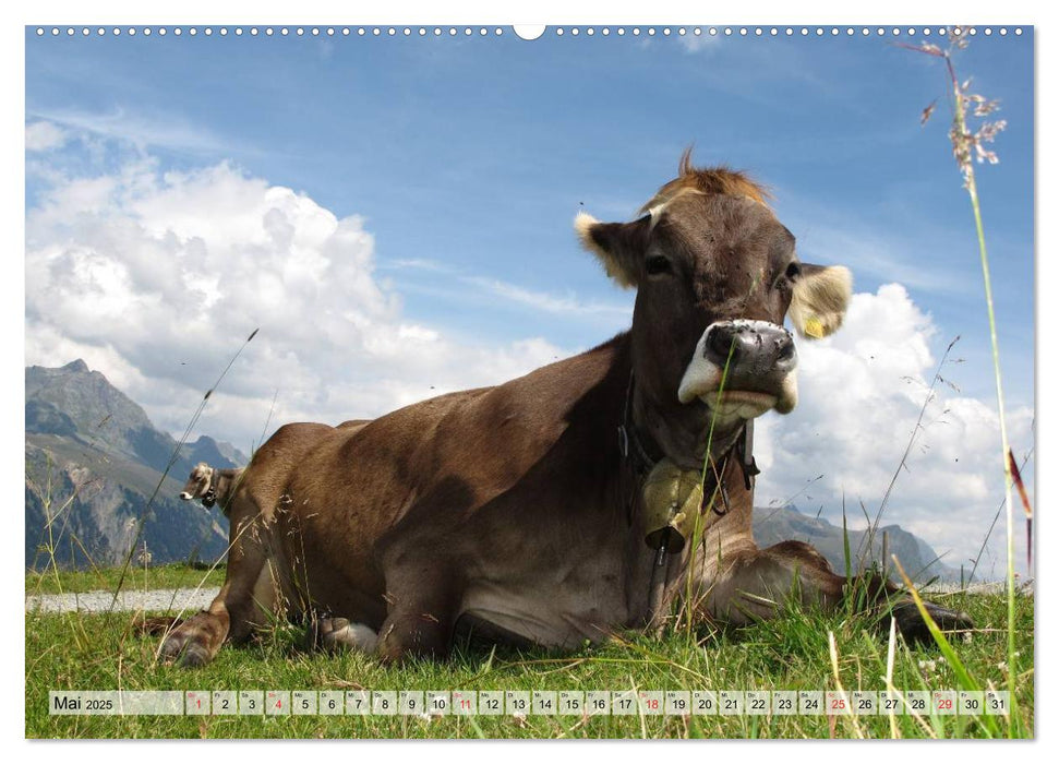 Glückliche Kühe auf saftigen Wiesen (CALVENDO Premium Wandkalender 2025)