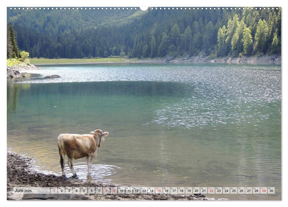 Glückliche Kühe auf saftigen Wiesen (CALVENDO Premium Wandkalender 2025)