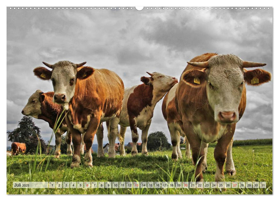 Glückliche Kühe auf saftigen Wiesen (CALVENDO Premium Wandkalender 2025)