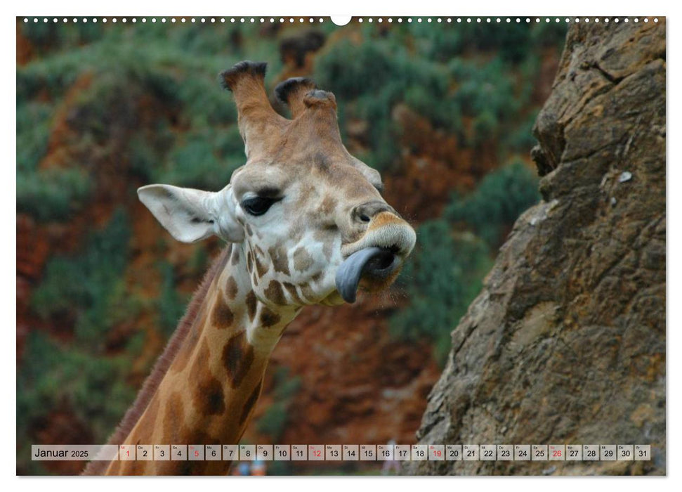 Giraffen. Dem Himmel so nah (CALVENDO Premium Wandkalender 2025)