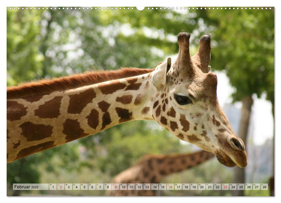 Giraffen. Dem Himmel so nah (CALVENDO Premium Wandkalender 2025)