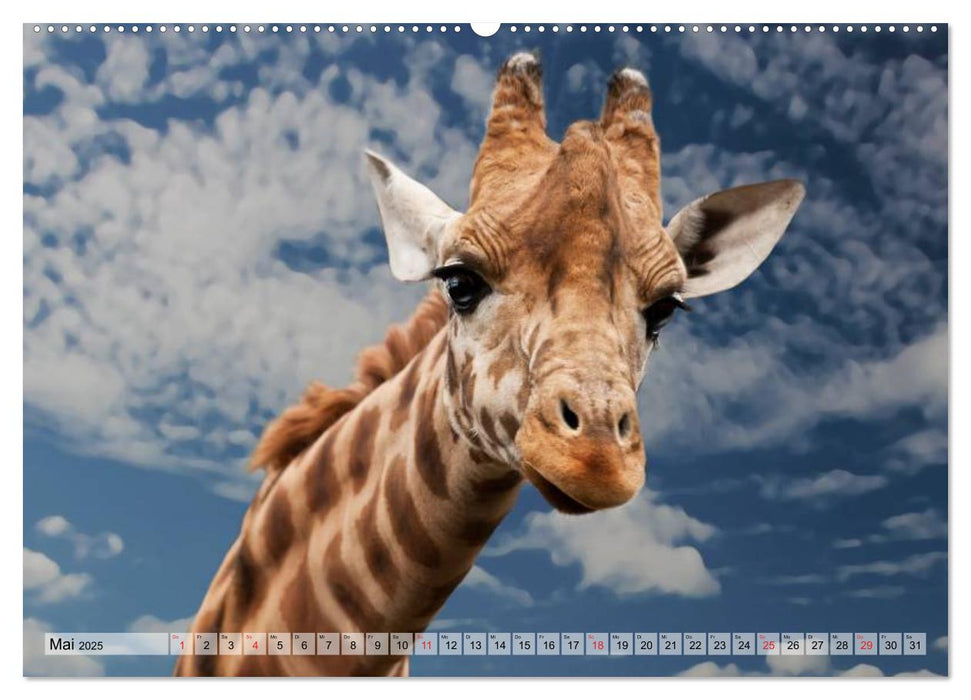 Giraffen. Dem Himmel so nah (CALVENDO Premium Wandkalender 2025)