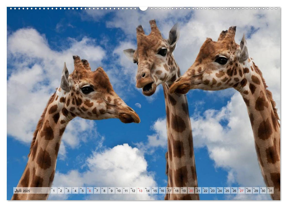 Giraffen. Dem Himmel so nah (CALVENDO Premium Wandkalender 2025)