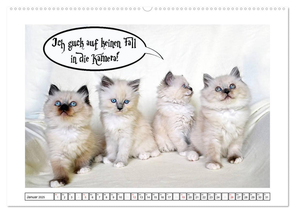 Lustiger Katzenkalender (CALVENDO Premium Wandkalender 2025)