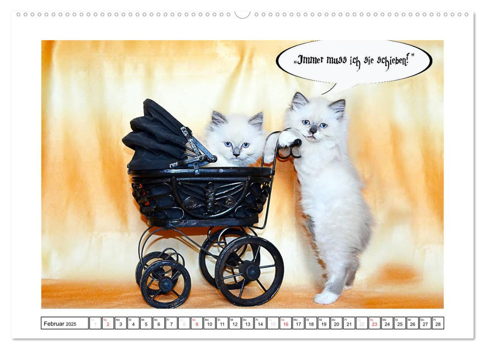 Lustiger Katzenkalender (CALVENDO Premium Wandkalender 2025)