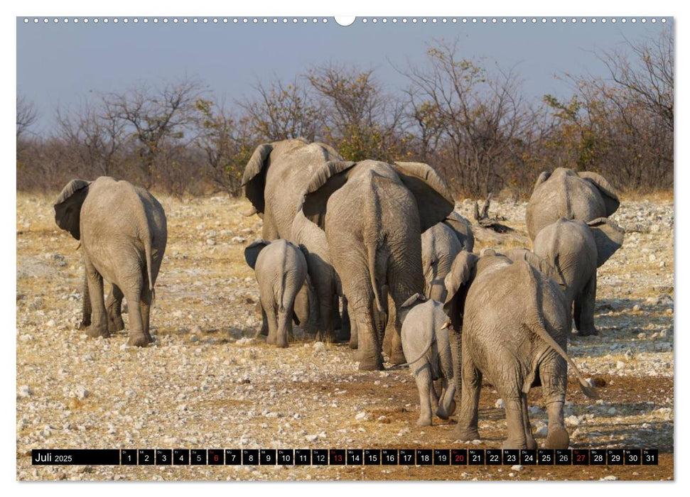 Faszination Afrika - Elefanten (CALVENDO Premium Wandkalender 2025)