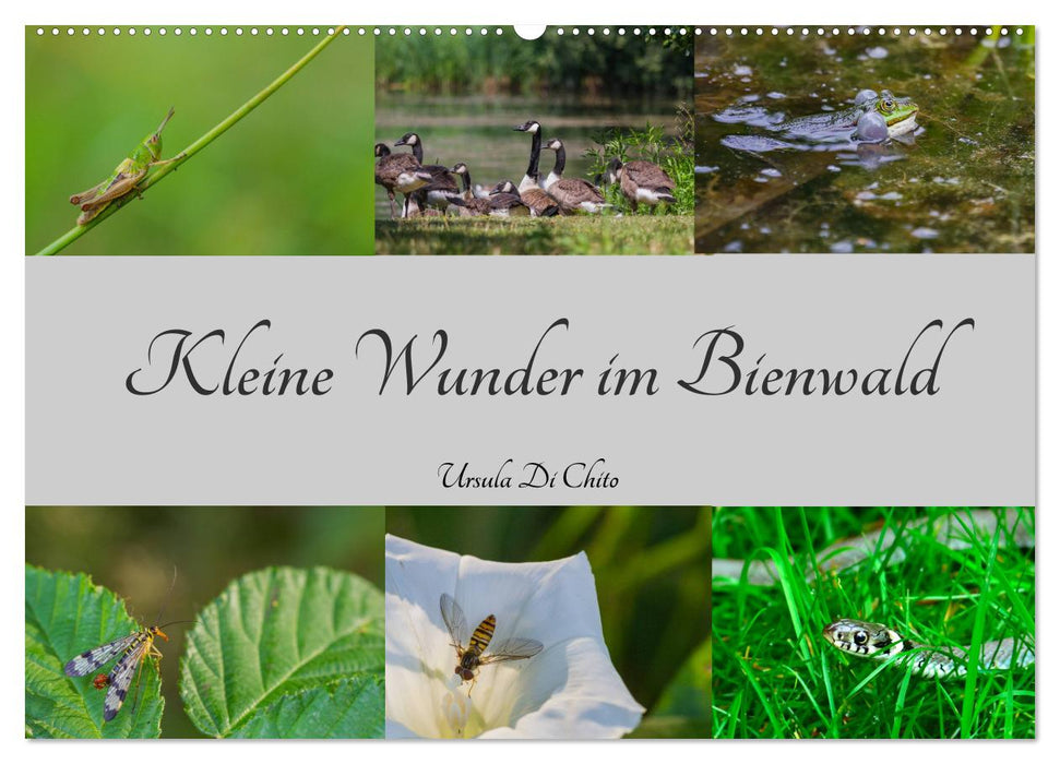 Kleine Wunder im Bienwald (CALVENDO Wandkalender 2025)