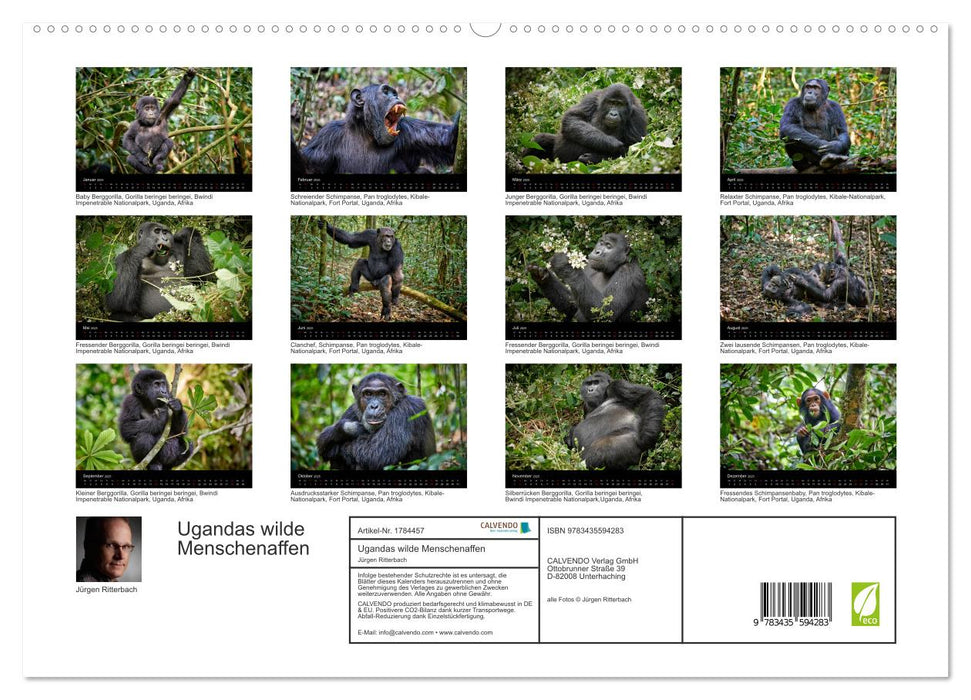 Ugandas wilde Menschenaffen (CALVENDO Premium Wandkalender 2025)